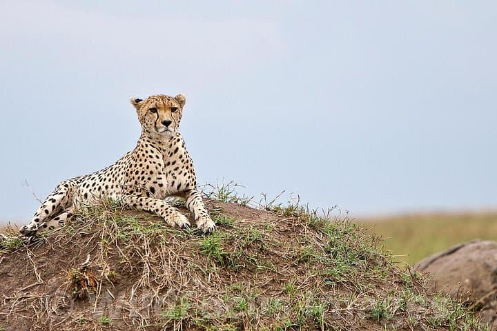 3-Day Maasai Mara Safari: Big Five, River Crossings & Maasai Culture photo 1