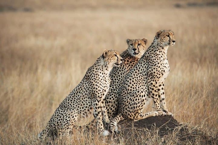 7-Day Private Kenya Safari: Maasai Mara, Amboseli & Tsavo Wildlife Circuit photo 4