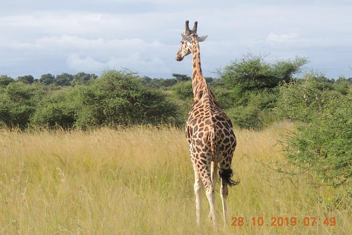 14-Day Uganda Wildlife & Primate Safari — Gorillas, Chimps, Nile Cruises