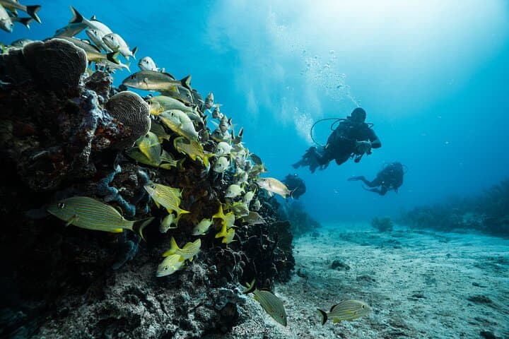 SSI Open Water Certification in Puerto Morelos — Dive the Mesoamerican Reef photo 6