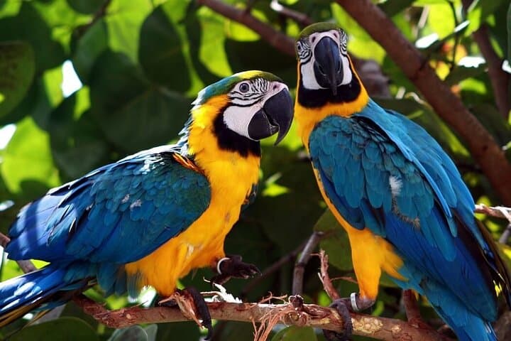 6-Day Manu Rainforest Tour: Amazon Wildlife & River Expedition from Cusco