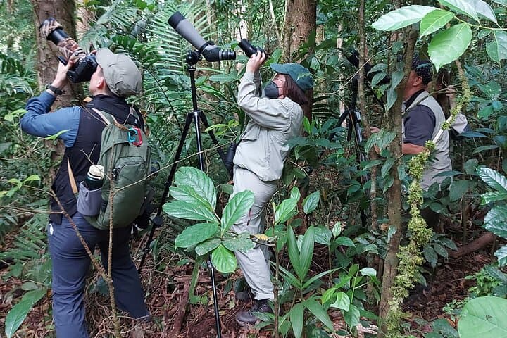 Monteverde Birdwatching Experience: Guided Morning Tour in Curi-Cancha Reserve