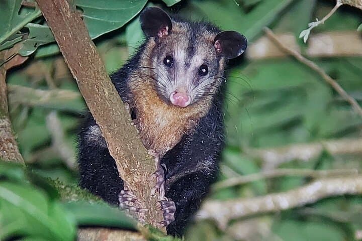 Monteverde Cloud Forest Night Walk: Guided Wildlife Night Tour photo 2