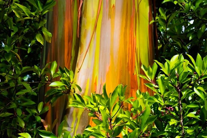 VIP Private Road to Hana and Haleakala Sunset Tour — One-Day Maui Adventure photo 4