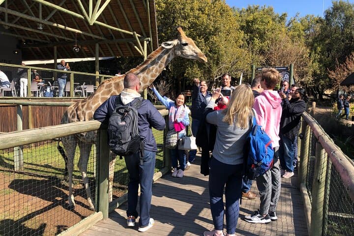 Lion Safari and Lesedi Cultural Village Tour from Johannesburg — Day Trip for Wildlife and Culture photo 6