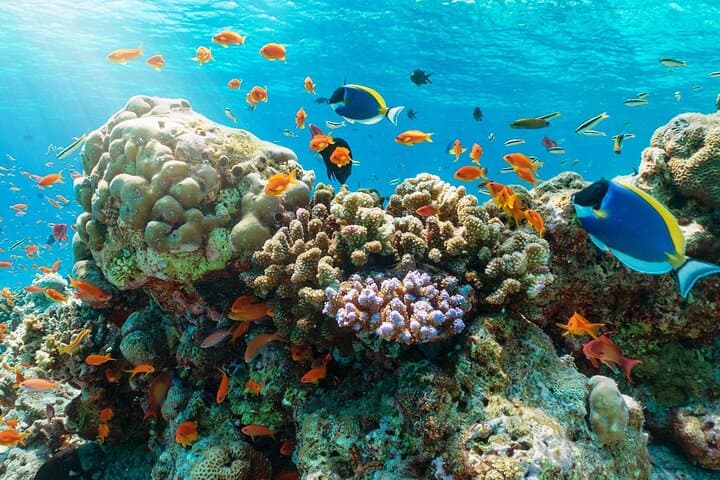 Nha Trang Island Hopping: Snorkeling, BBQ Lunch & Hon Tam Hot Springs photo 6