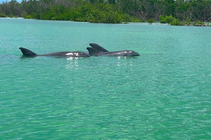 Big Hickory Island SUP EcoTour: Self-Guided Paddleboard Rental in Bonita Springs photo 6