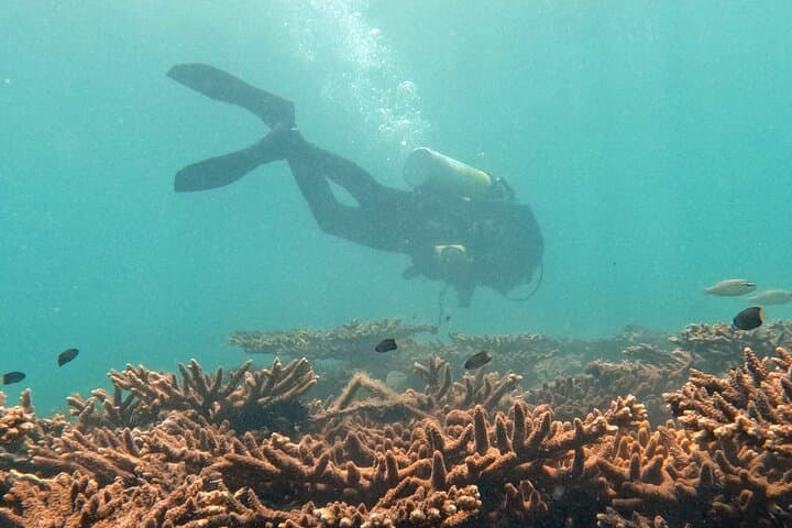 Beginner Scuba Dive Experience in Dubai: Shallow Reef & Seahorse Encounter photo 3