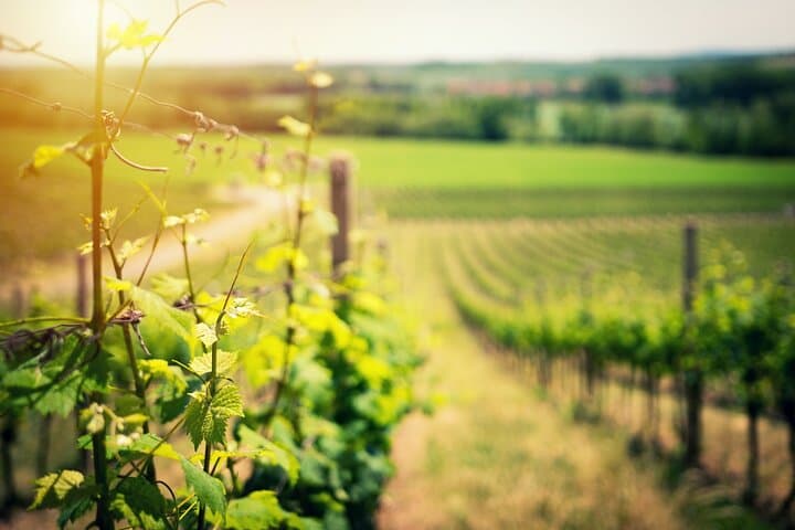 Full-Day Private Canberra to Murrumbateman Wine Expedition photo 4