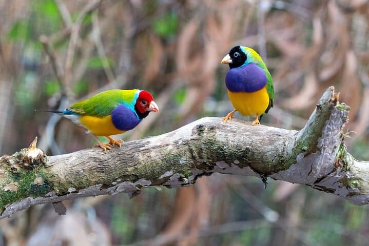 Wings & Wilds of Canberra — Tidbinbilla Half-Day Wildlife Tour photo 4