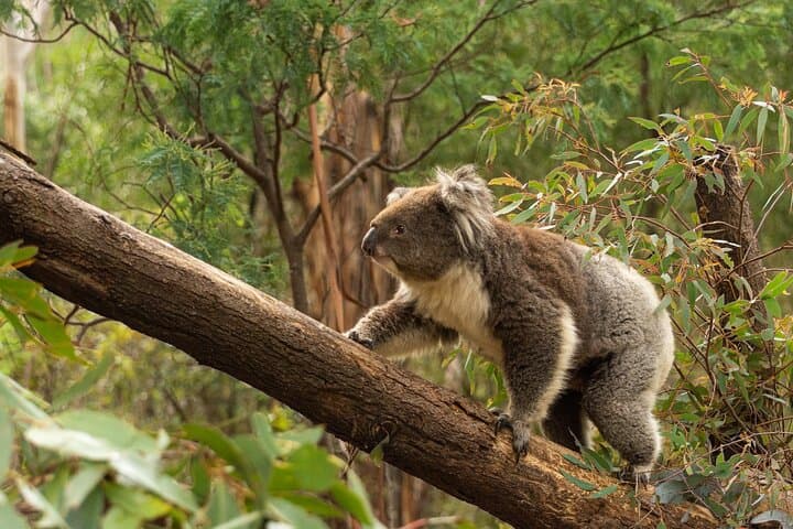 Wings & Wilds of Canberra — Tidbinbilla Half-Day Wildlife Tour photo 6