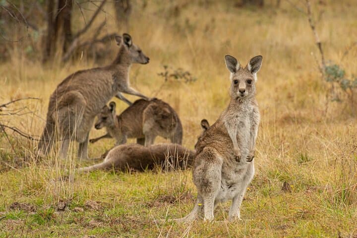 Wings & Wilds of Canberra — Tidbinbilla Half-Day Wildlife Tour photo 2
