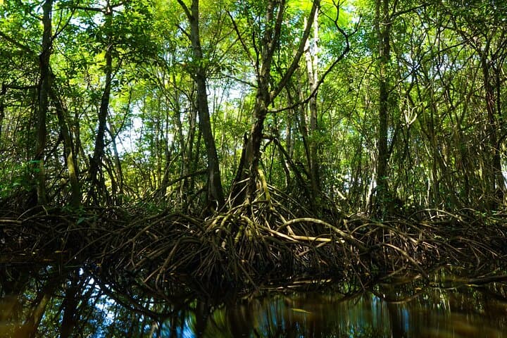 Paddle Through Prehistoric Mangrove Tunnels: 2-Hour Queens Island Jungle Kayak photo 2