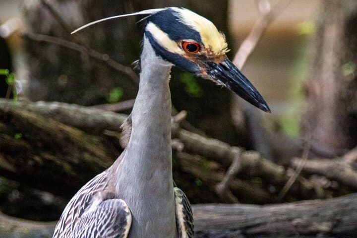 Paddle Through Prehistoric Mangrove Tunnels: 2-Hour Queens Island Jungle Kayak photo 3