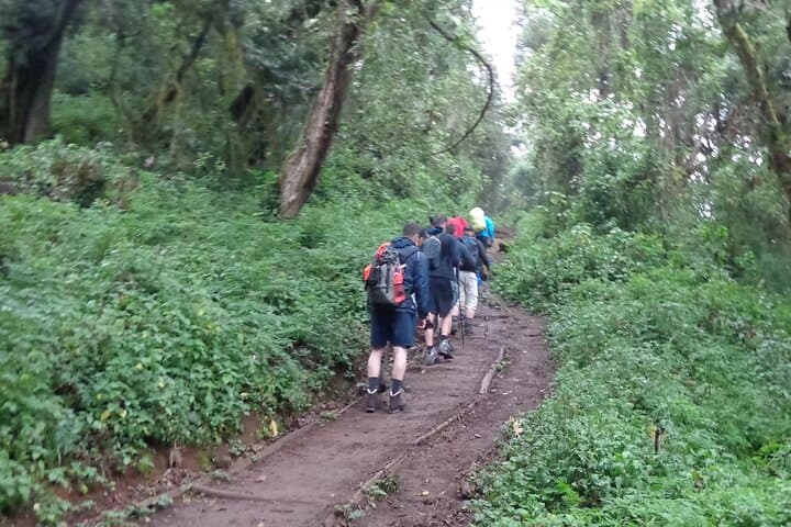 Mandara Hut Day Hike: Marangu Route Kilimanjaro from Moshi photo 5