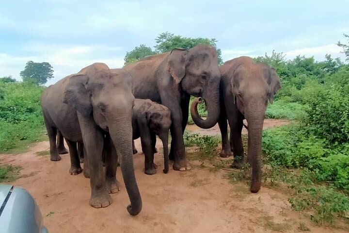 Udawalawe Private Safari: 4-Hour Elephant and Birdwatching Safari photo 2