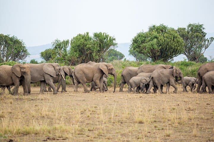 8-Day Uganda Luxury Big 5 Safari: Gorillas, Chimps & Murchison Falls