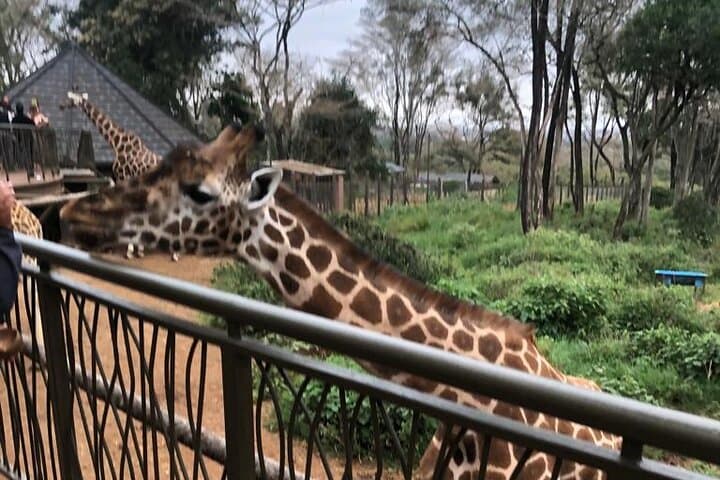 Giraffe Centre Nairobi: Close Encounters with Rothschild Giraffes