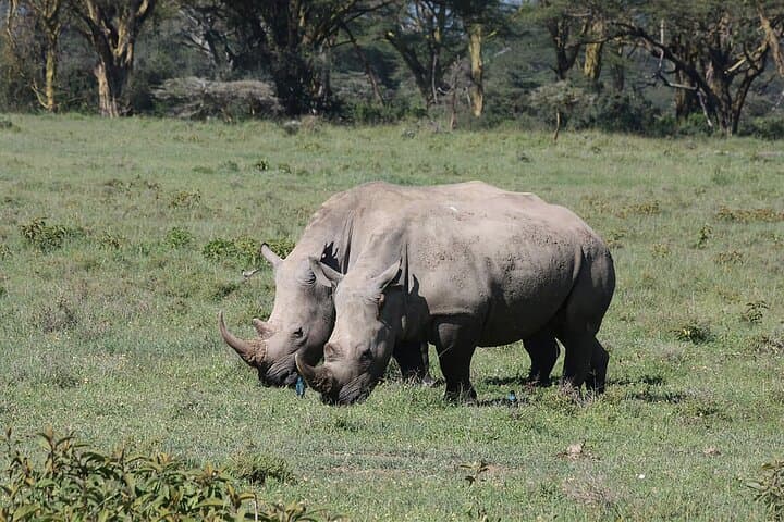 Ultimate 8-Day Kenya Wildlife Safari: Big Five and Great Migration Adventure photo 6