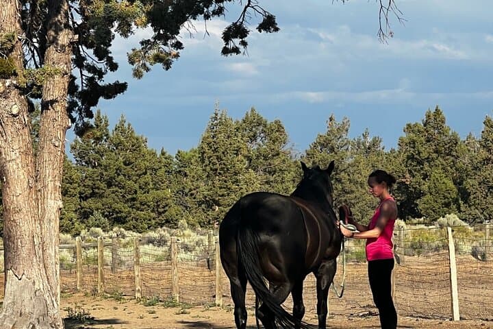 Meditations with Mustangs: Private 90-Minute Horse Meditation Session Near Bend, Oregon photo 3