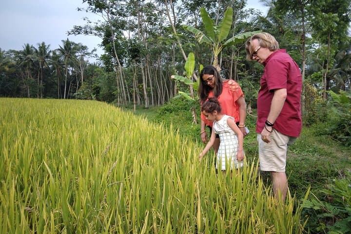 Yogyakarta Countryside Walking Tour: Agroforestry Walk Near Mount Merapi photo 3