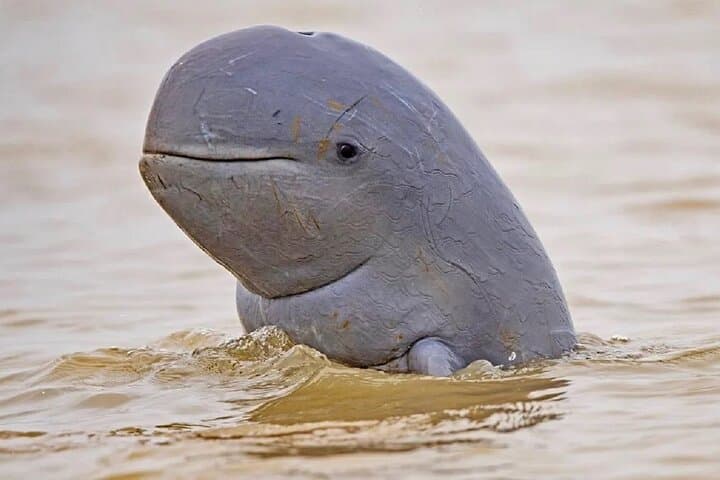 10-Day Ethical Cambodia Wildlife Tour: Dolphins, Elephants & Conservation Experiences