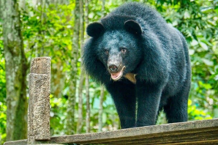 10-Day Ethical Cambodia Wildlife Tour: Dolphins, Elephants & Conservation Experiences photo 3