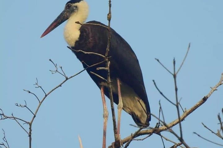 3-Day Ujung Kulon National Park Private Guided Tour — Jungle Trek, Snorkel & Wildlife