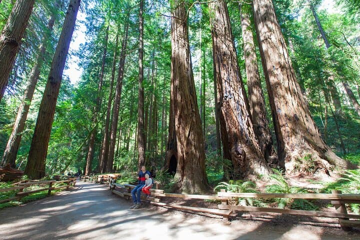 Private Muir Woods Tour from San Francisco: Redwood Retreat & Sausalito photo 3