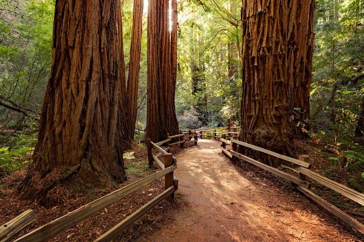 Private Muir Woods Tour from San Francisco: Redwood Retreat & Sausalito photo 2