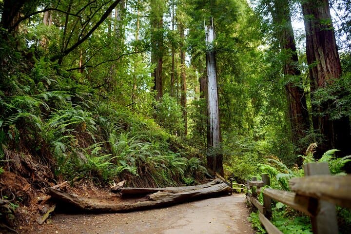 Private Muir Woods Tour from San Francisco: Redwood Retreat & Sausalito photo 4