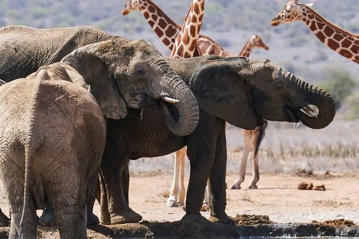 3-Day Samburu National Reserve Safari: Luxury Private Game Drives from Nairobi