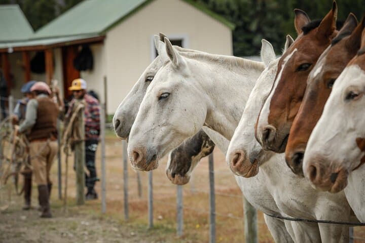 Estancia Cristina Horseback Riding to Upsala Glacier — Full-Day Patagonia Expedition