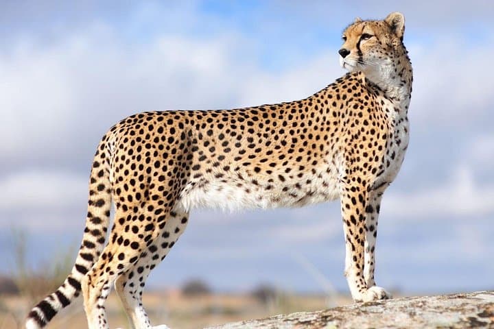 Private 3-Day Serengeti Safari: Full-Day Game Drives & Ngorongoro Pass-Through photo 1