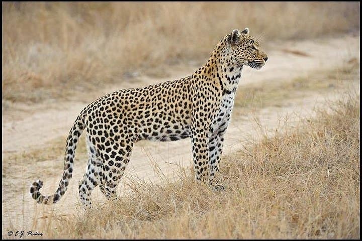 Private 3-Day Serengeti Safari: Full-Day Game Drives & Ngorongoro Pass-Through photo 2
