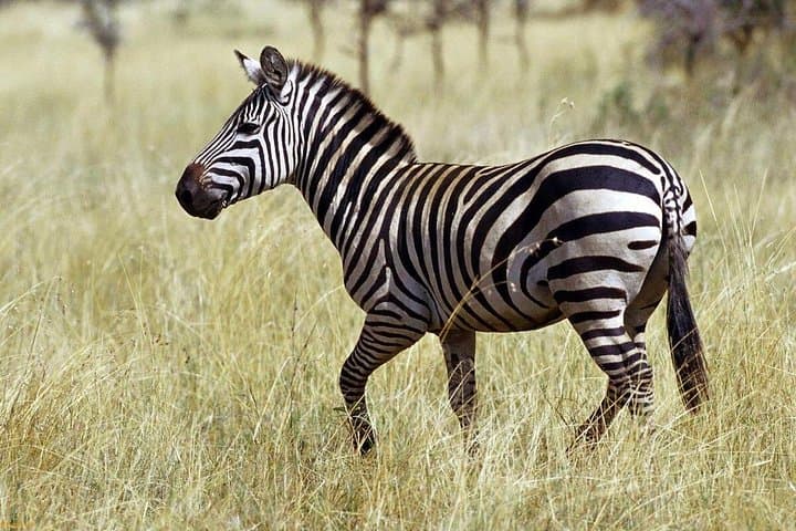 Private 3-Day Serengeti Safari: Full-Day Game Drives & Ngorongoro Pass-Through photo 3