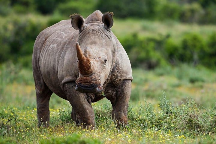 Private 3-Day Serengeti Safari: Full-Day Game Drives & Ngorongoro Pass-Through photo 4