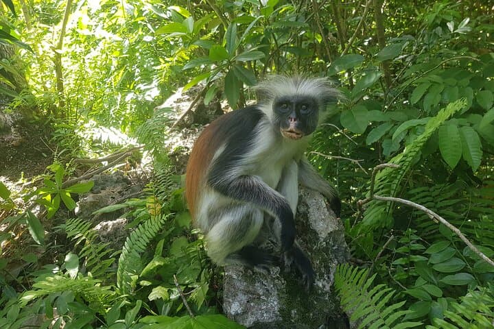 Full-Day Jozani Forest, Paje Beach & The Rock Restaurant Private Tour from Stone Town