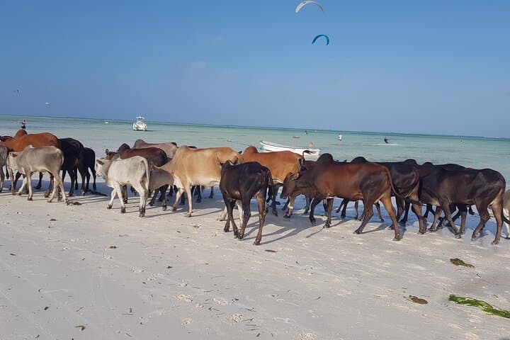 Full-Day Jozani Forest, Paje Beach & The Rock Restaurant Private Tour from Stone Town photo 4
