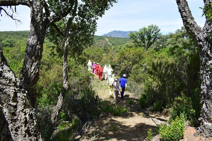 Chefchaouen Beekeeping Eco-Tour: Honey Crafts & Forest Walk in Talassemtane