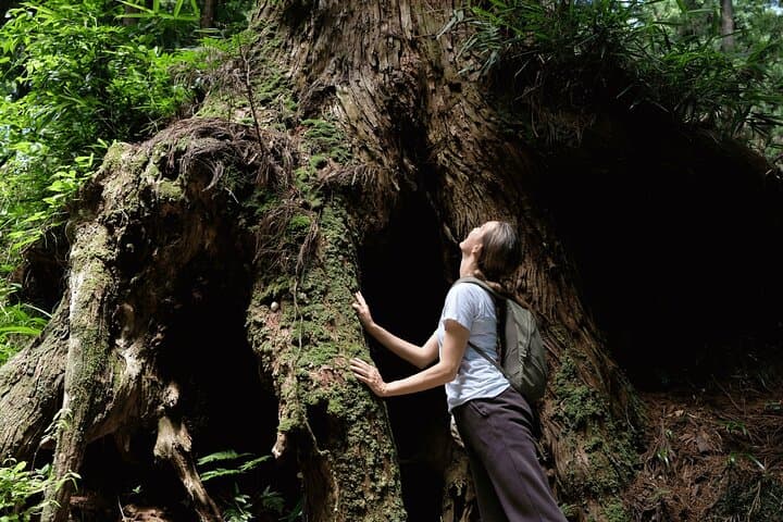 Forest Bathing and Healing Onsen near Odawara: Temple Walk and Hot Spring Day Tour photo 3