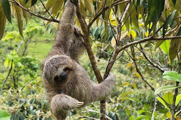 Rio Celeste, Sloths & Rainforest: Full-Day Bijagua Adventure with Lunch