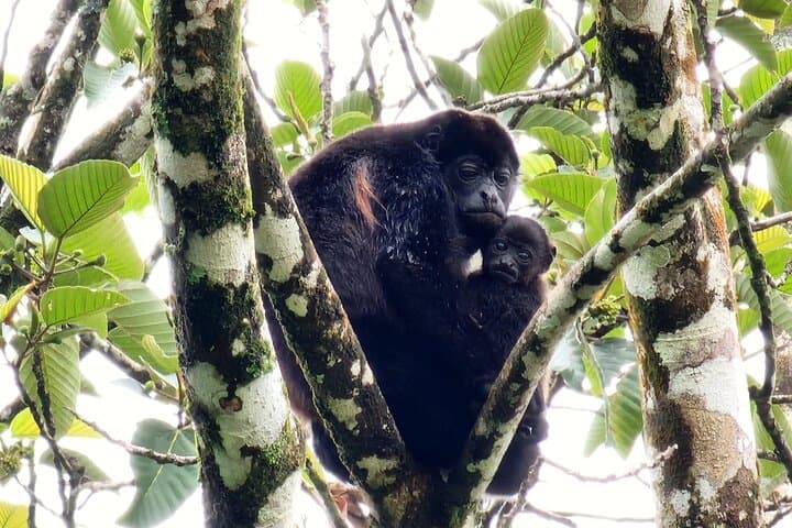 Rio Celeste, Sloths & Rainforest: Full-Day Bijagua Adventure with Lunch photo 4