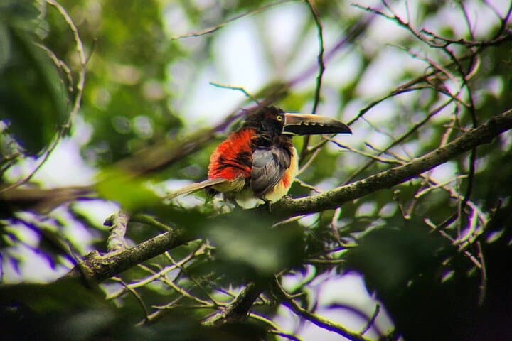 Rio Celeste, Sloths & Rainforest: Full-Day Bijagua Adventure with Lunch photo 6