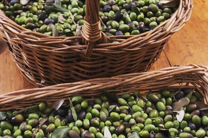 Olive Oil, Cheese & Wine Tasting on a Suisun Valley Family Farm photo 3