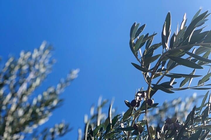Olive Oil, Cheese & Wine Tasting on a Suisun Valley Family Farm photo 4