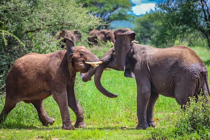 6-Day Northern Tanzania Safari: Tarangire, Serengeti & Ngorongoro Crater photo 2