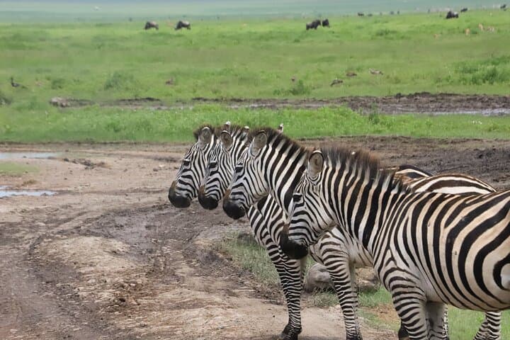 6-Day Northern Tanzania Safari: Tarangire, Serengeti & Ngorongoro Crater photo 4