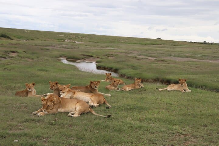 6-Day Northern Tanzania Safari: Tarangire, Serengeti & Ngorongoro Crater photo 5