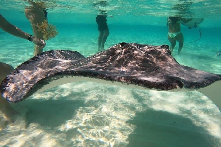 Sunrise at Stingray City — Private Sandbar Tour from Camana Bay photo 3